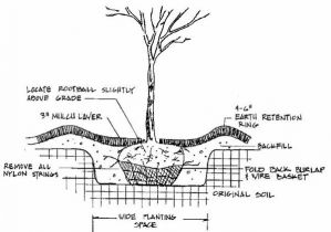 plant care tree spec