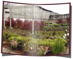 The Swartz Nurseries